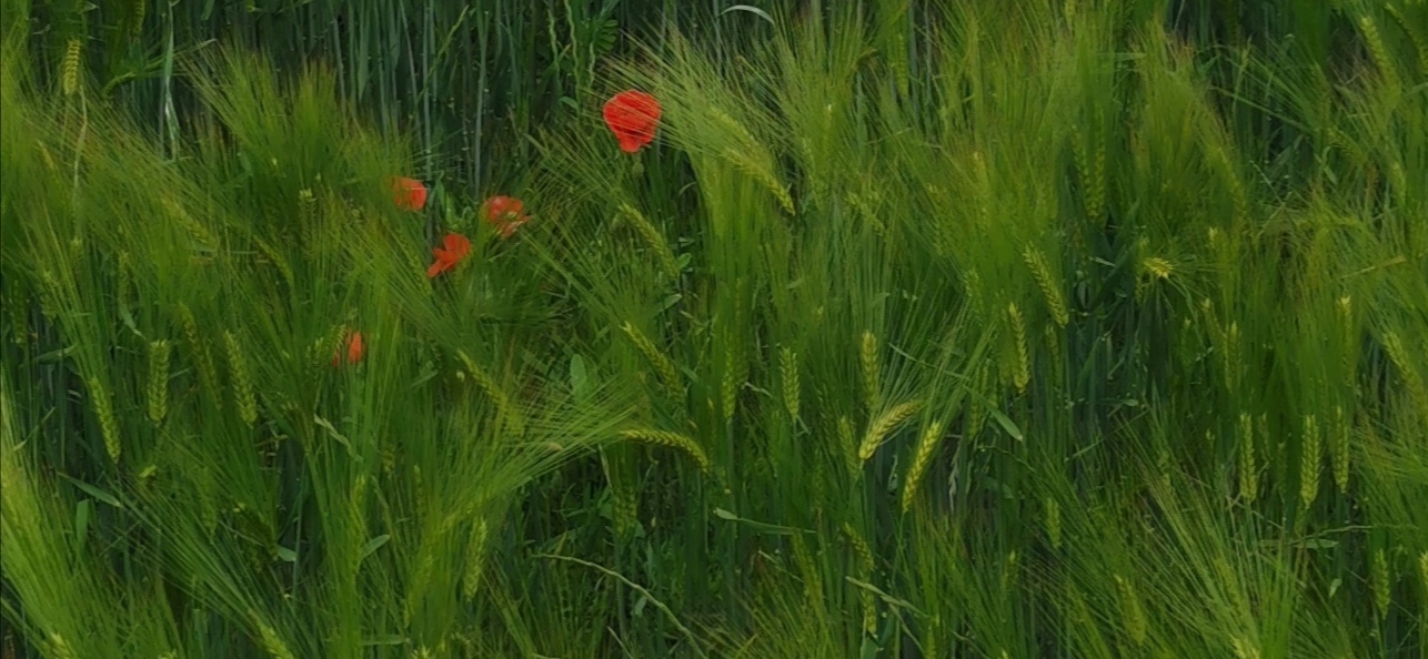 Le théâtre, en vert et aussi contre lui-même